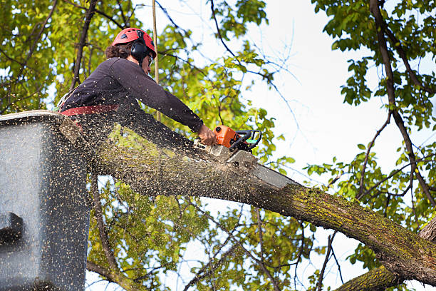 Best Hedge Trimming  in Redland, TX